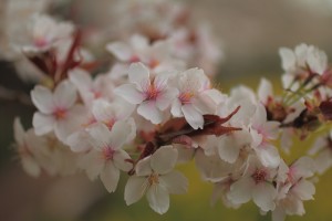IMG_1581