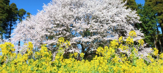 姉ヶ崎、大俵(おおびょう)の一本桜を見てきました!- ② 姉ヶ崎、大俵(おおびょう)の一本桜を見てきました!- ②