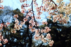 IMG_1679
