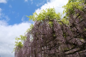 IMG_2766