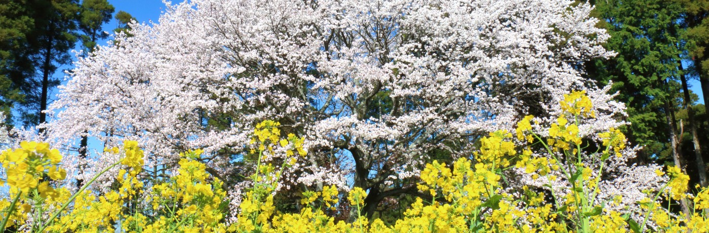 姉ヶ崎、大俵(おおびょう)の一本桜を見てきました！- ②